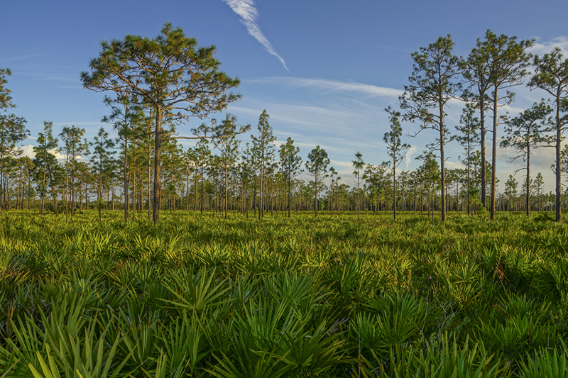 Natural Central Florida Woodlands with Palm and Pine Trees